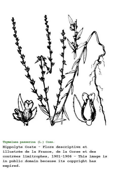 Thymelaea passerina (L.) Coss. & Germ.